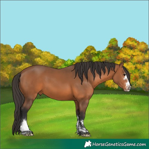 Horse Color:Unknown 