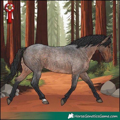 Horse Color:Brown Roan Rabicano 
