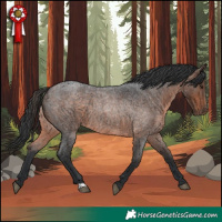 Horse Color:Brown Roan Rabicano 
