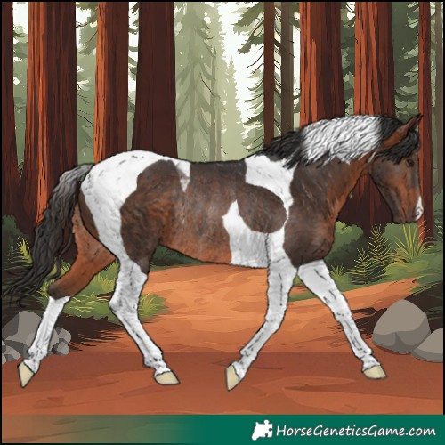 Horse Color:Bay Tobiano Rabicano