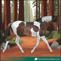 Horse Color:Bay Tobiano Rabicano 