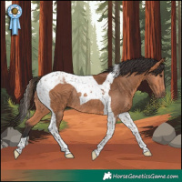 Horse Color:Bay Tobiano Rabicano