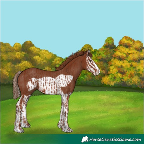 Horse Color:Chestnut Splash Frame  and Chestnut Splash Frame Rabicano 