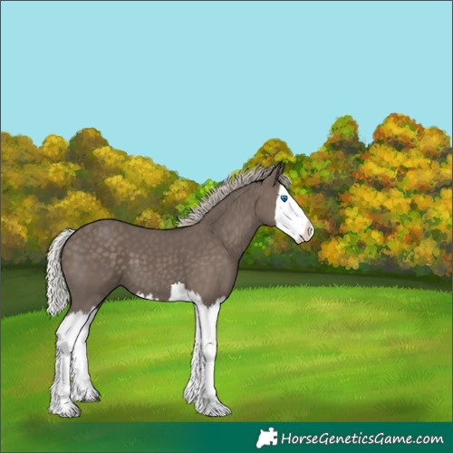 Horse Color:Silver Black Splash 
