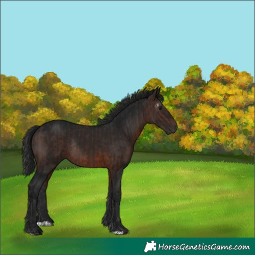 Horse Color:Brown Rabicano  and Gray Brown Rabicano 