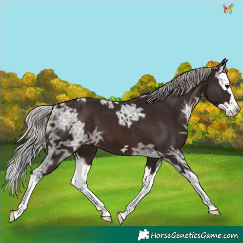 Horse Color:Silver Brown Ice Splash