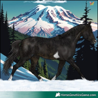 Horse Color:Buckskin Ice Tobiano 