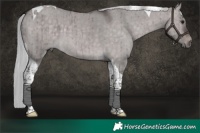 Horse Color:Platinum Silver Brown Dun Tobiano Brindle