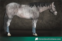 Horse Color:Platinum Brown Dun Tobiano Brindle 