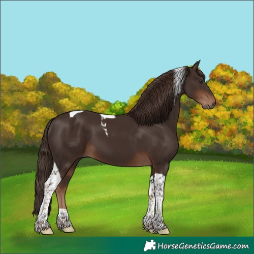 Horse Color:Liver Chestnut Tobiano