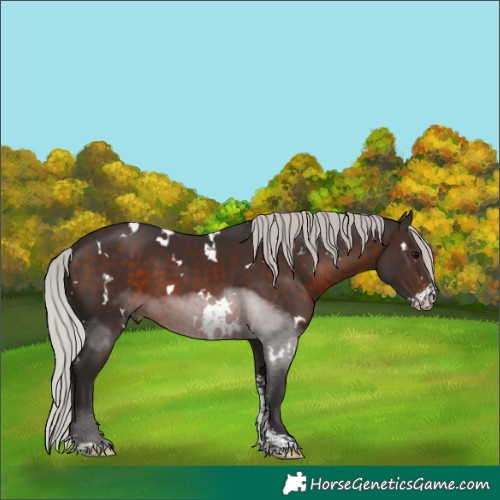 Horse Color:White Spotted Silver Brown Sabino 