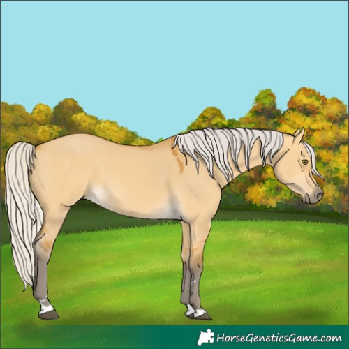 Horse Color:Silver Buckskin Dun 