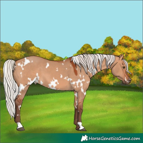 Horse Color:White Spotted Silver Bay Dun 