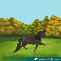 Horse Color:Liver Chestnut Appaloosa 