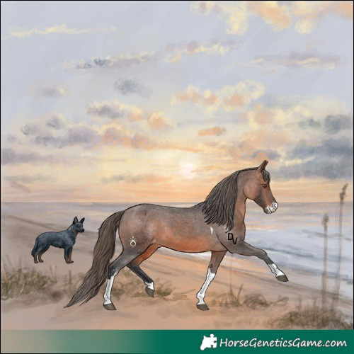 Horse Color:Brown Sabino Tobiano Appaloosa Rabicano 