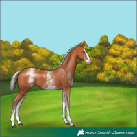 Horse Color:White Spotted Silver Bay Splash 
