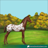 Horse Color:Chestnut Near Leopard 