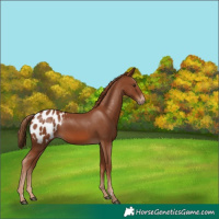 Horse Color:Chestnut Appaloosa 