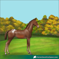 Horse Color:Chestnut Appaloosa 