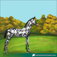 Horse Color:Black Appaloosa 