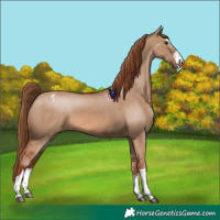 Horse Color:Red Dun Appaloosa 