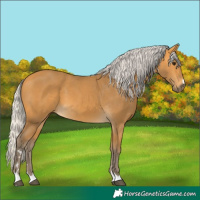Horse Color:Silver Buckskin 