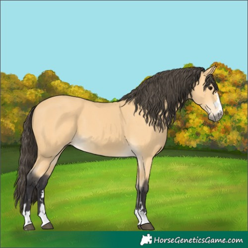 Horse Color:Buckskin 