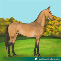 Horse Color:Buckskin 