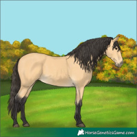 Horse Color:Buckskin