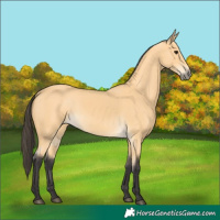 Horse Color:Buckskin