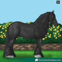 Horse Color:Black 