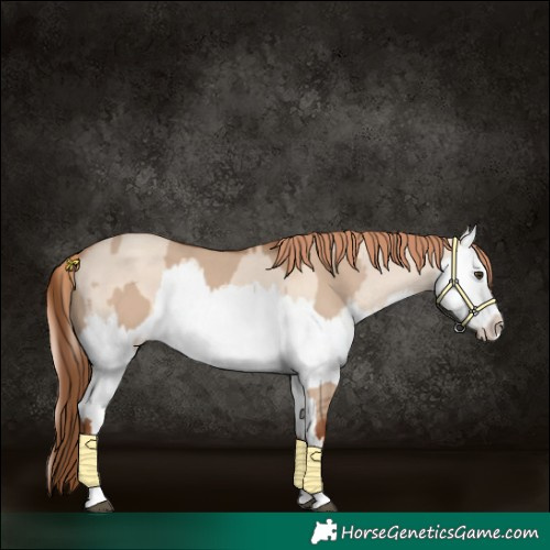 Horse Color:Red Dun and Gold Champagne Dun Splash