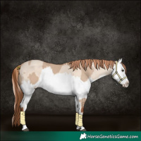 Horse Color:Red Dun and Gold Champagne Dun Splash