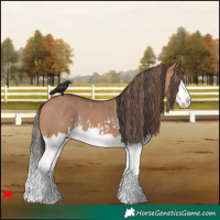 Horse Color:Red Dun Splash and Bay Dun Splash