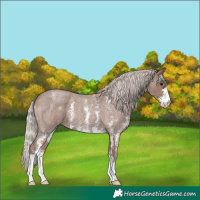 Horse Color:Silver Blue Roan Sabino 