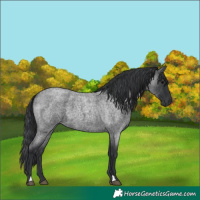 Horse Color:Blue Roan