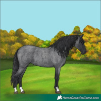 Horse Color:Unknown 