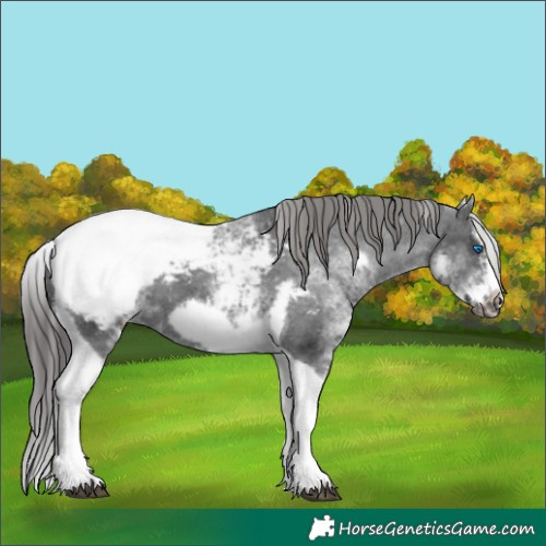 Horse Color:White Spotted Black Splash Tobiano Frame Appaloosa