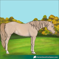Horse Color:Perlino
