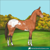 Horse Color:Bay Tobiano Appaloosa