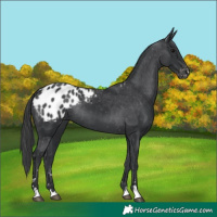 Horse Color:Black Appaloosa Rabicano 