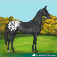 Horse Color:Black Appaloosa Rabicano 