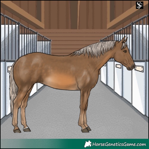 Horse Color:Chocolate Palomino
