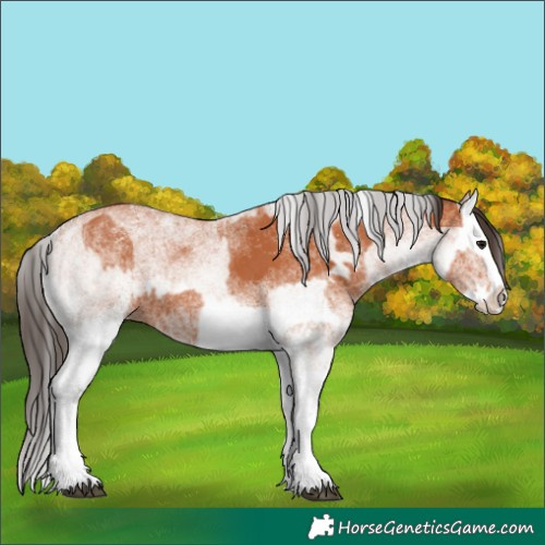 Horse Color:White Spotted Bay Splash and White Spotted Bay Splash