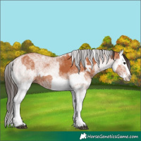 Horse Color:White Spotted Bay Splash  and White Spotted Bay Splash 