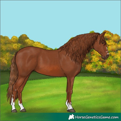 Horse Color:Chestnut 