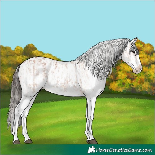 Horse Color:White Spotted Bay Splash  and White Spotted Amber Champagne Splash 