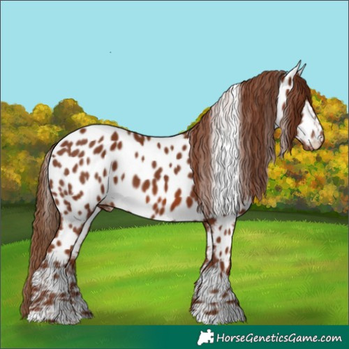 Horse Color:Chestnut Appaloosa 