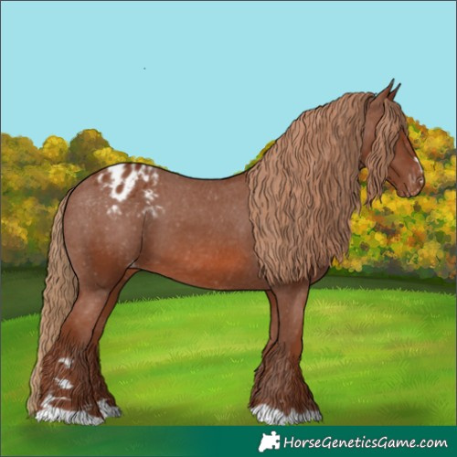 Horse Color:Chestnut Appaloosa