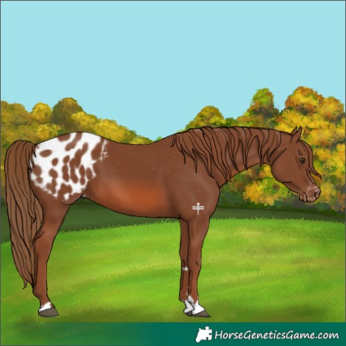 Horse Color:Chestnut Appaloosa 